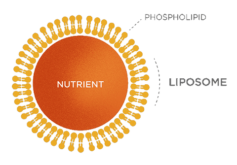 diagram of liposome with phospholipid bilayer surrounding nutrient