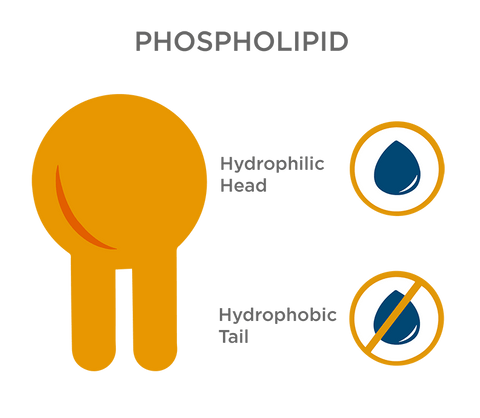 illustration of phospholipid with hydrophilic head and hydrophobic tail