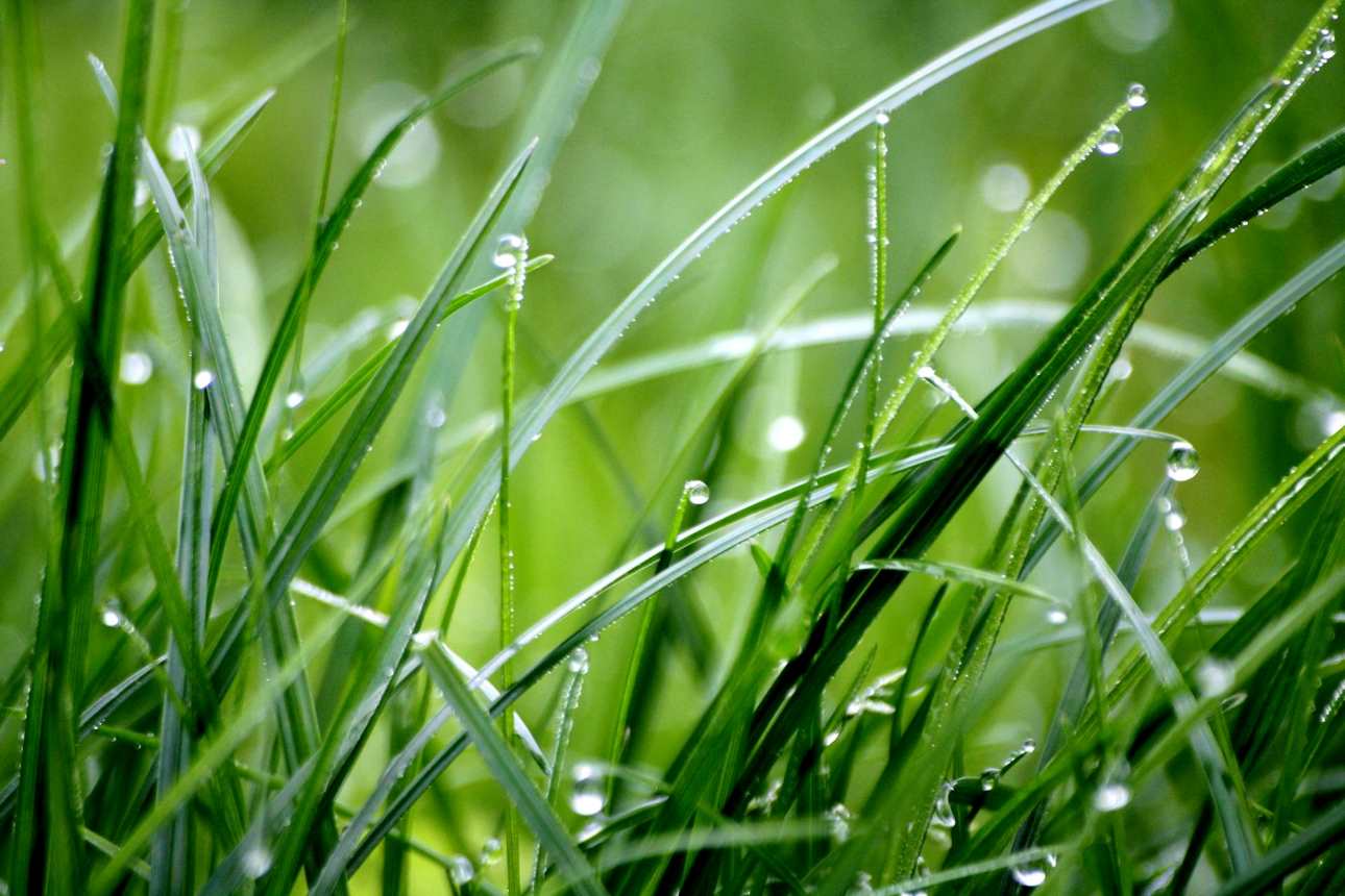 Fertilizing Wet Grass
