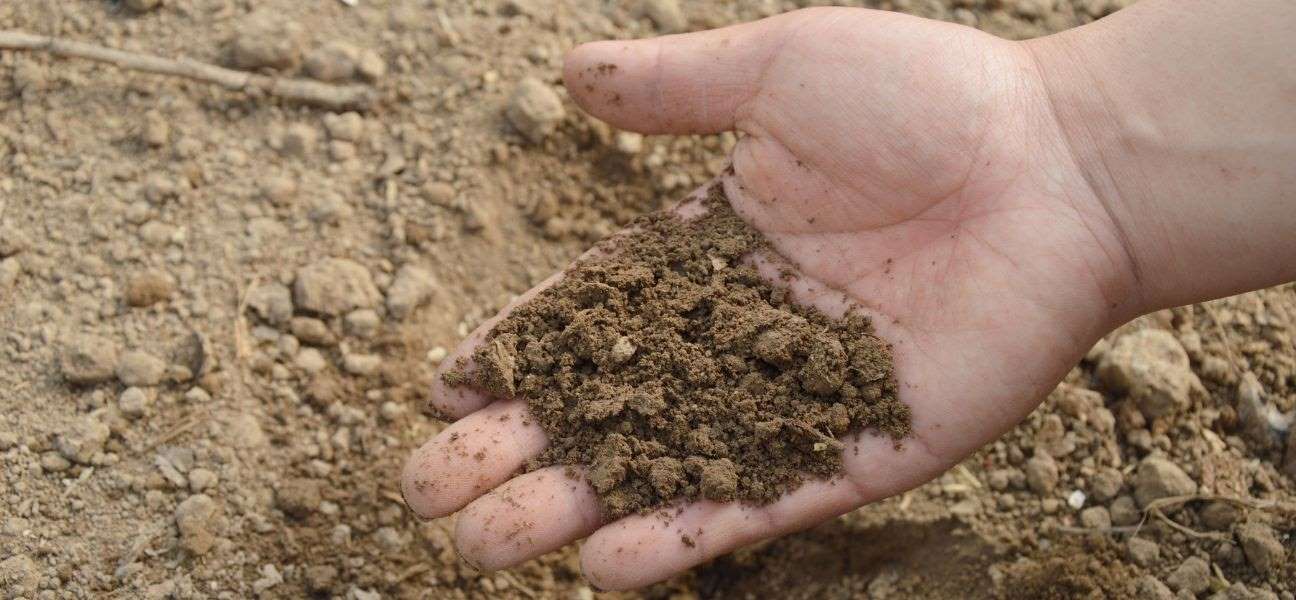 Hand holding dried soil.