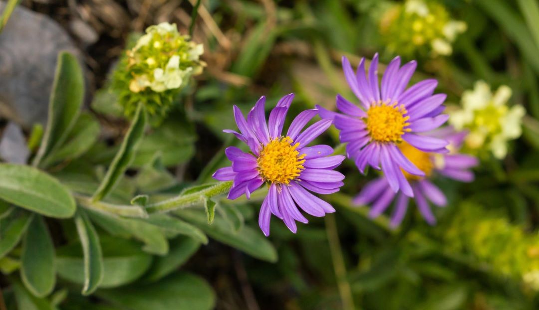 asters-flowers-for-beginners