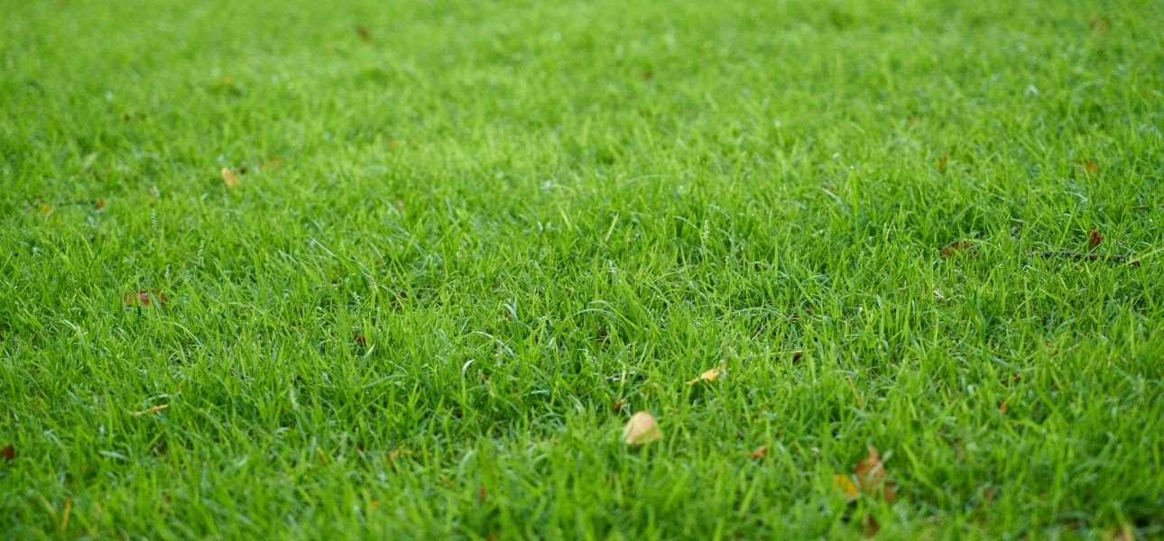 benefits-of-hiring-professional-lawn-maintenance