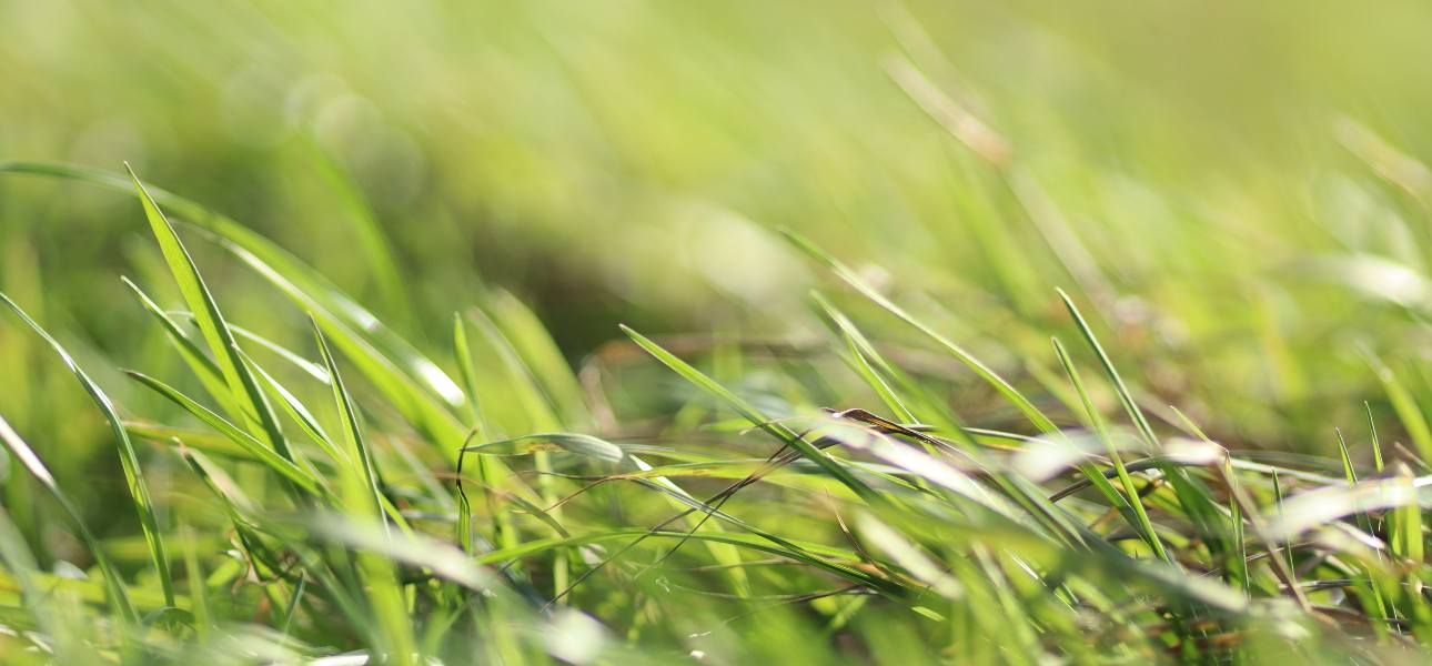 closeup-shot-green-grass