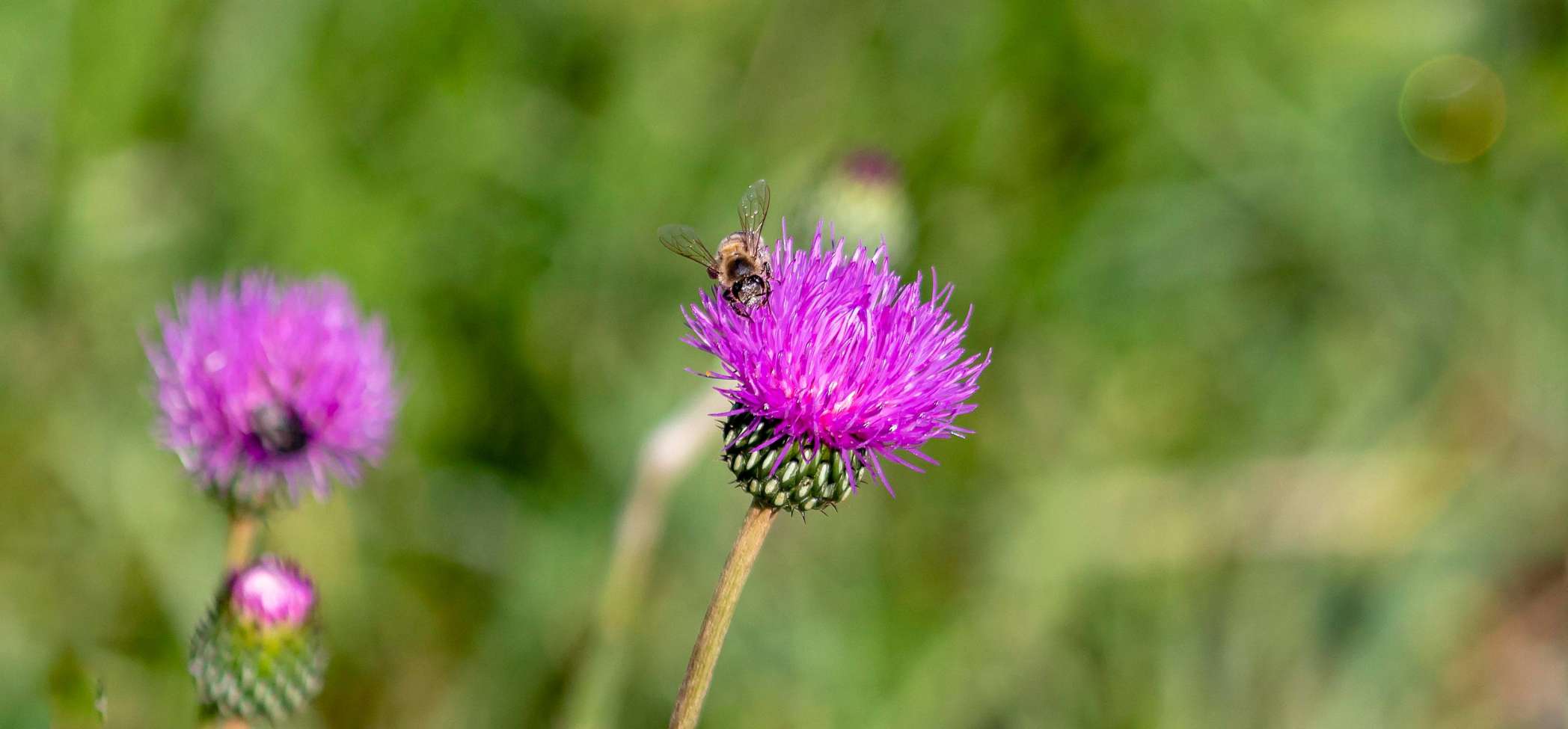 common-weeds-florida-bull-thistle
