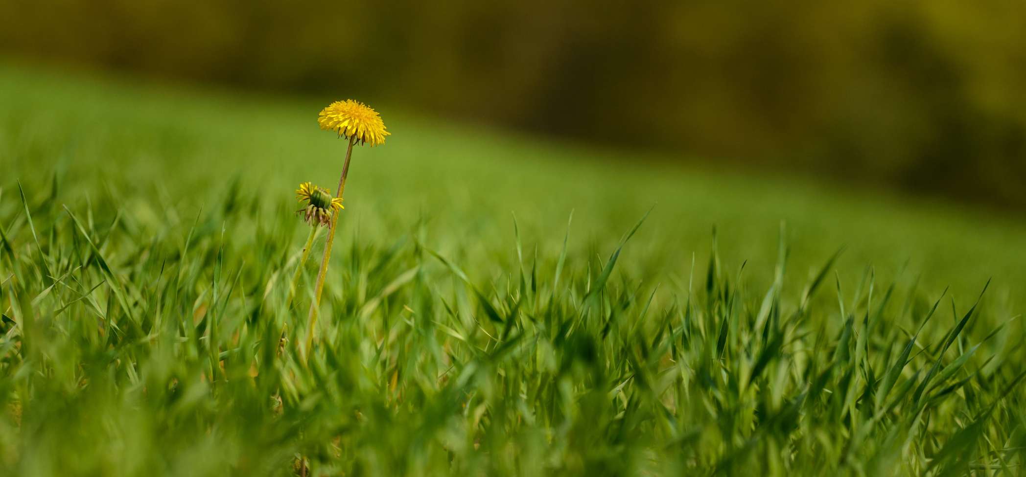 common-weeds-florida-dandelion