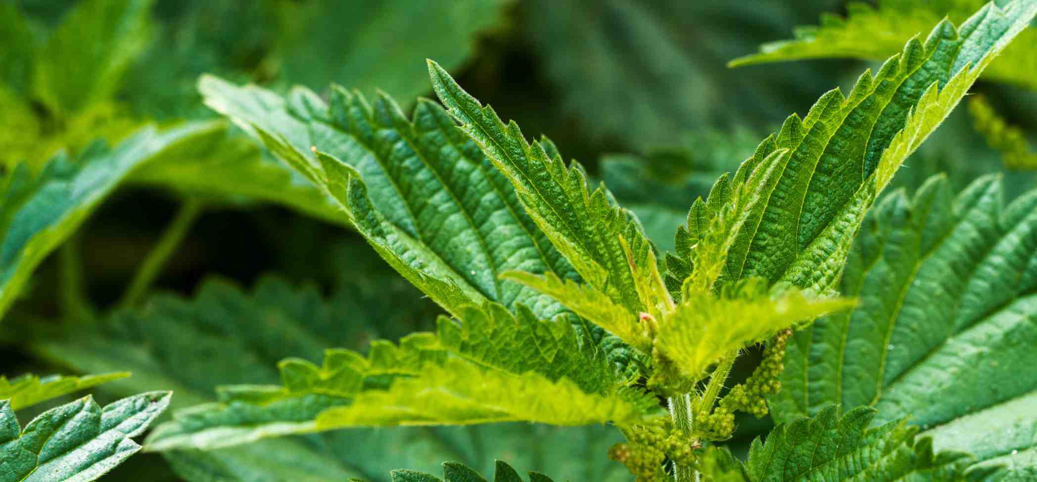 common-weeds-florida-stinging-nettle