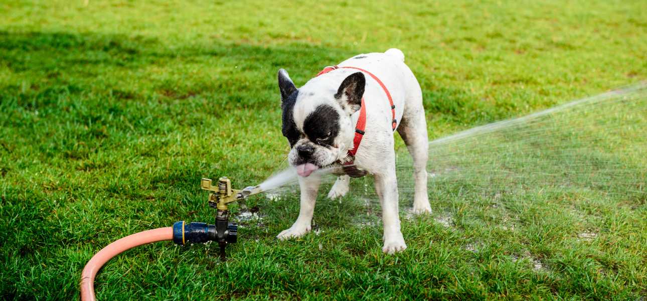 french-bulldog-drinking-water-from-lawn-sprinkler