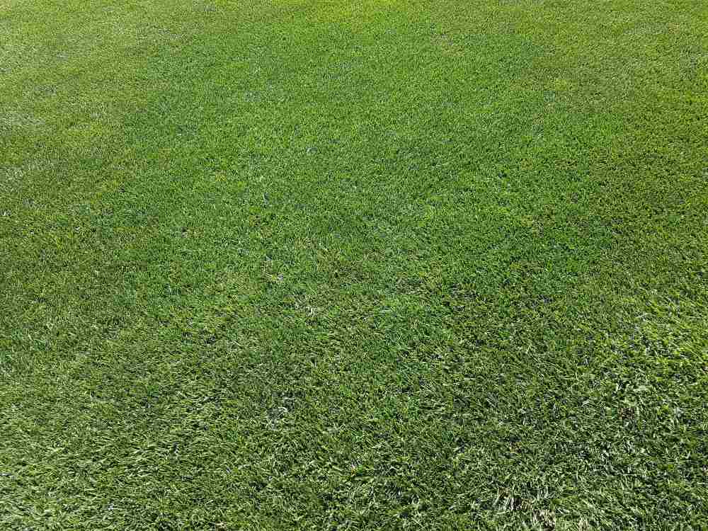 should-you-mow-or-fertilize-first