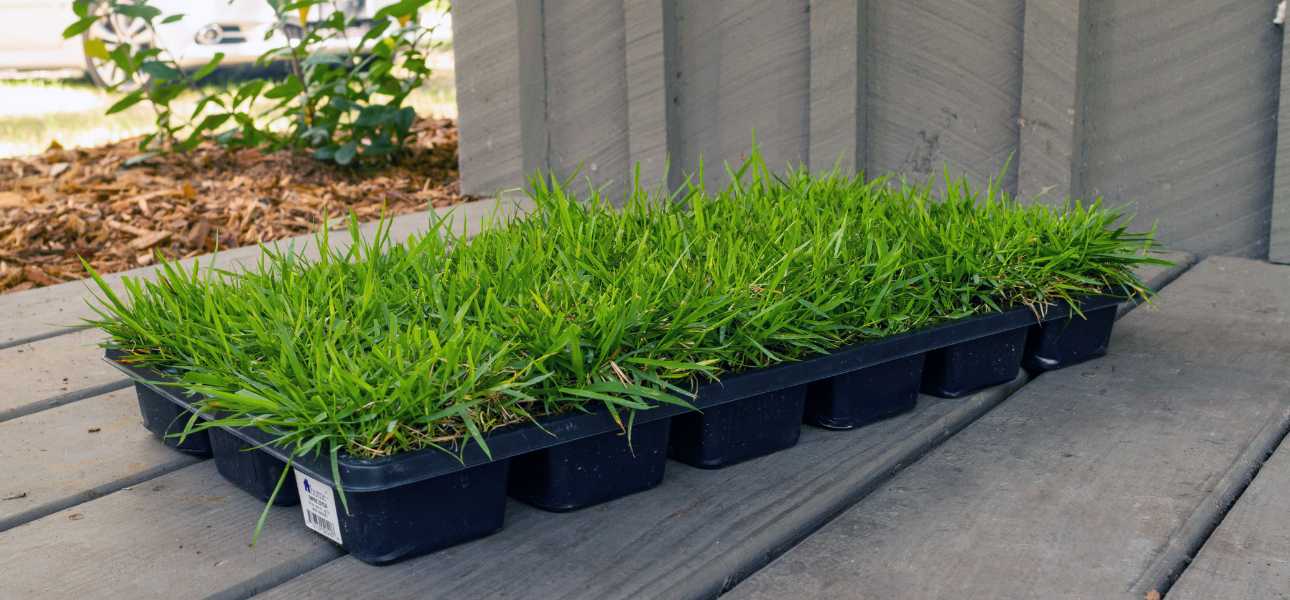repair-drought-damage-with-grass-plugs