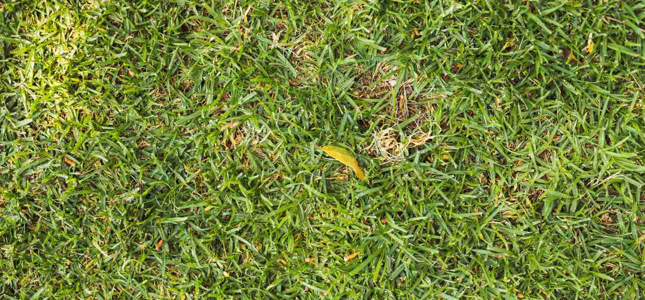 what-causes-over-fertilized-lawn