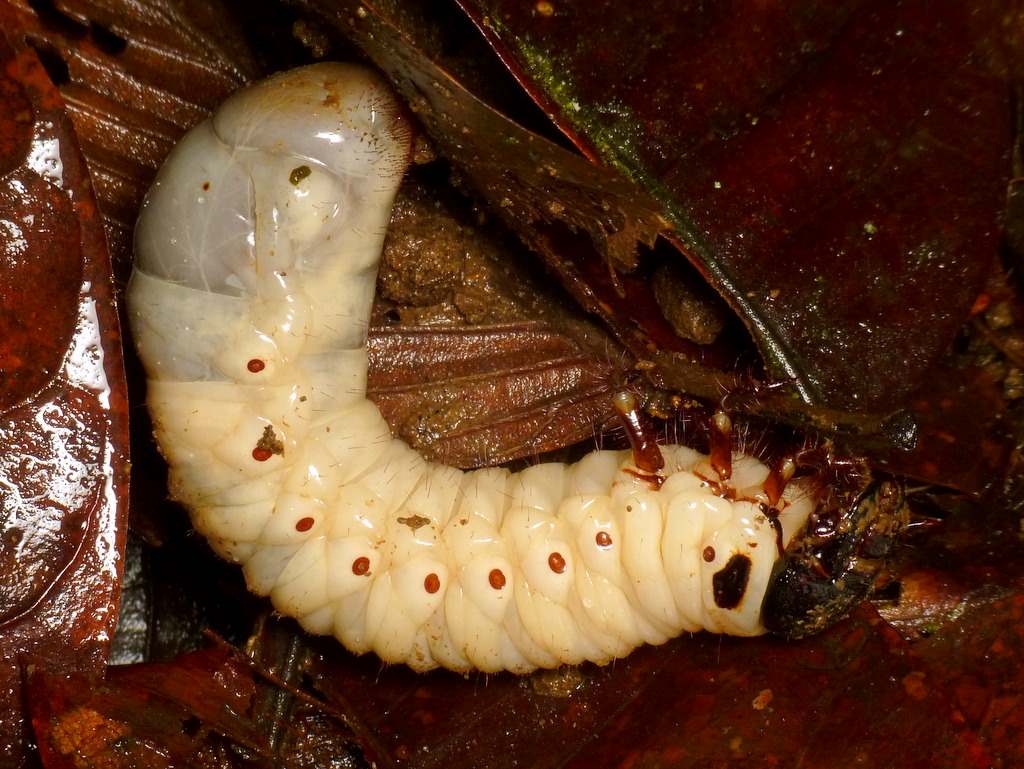 white-grubs-where-to-look-for-pests