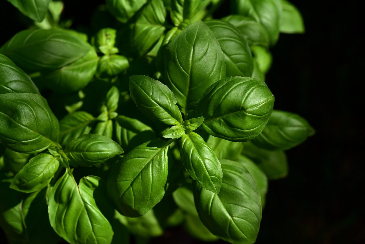 Elevate Your Culinary and Medicinal Herbs with Proper Storage