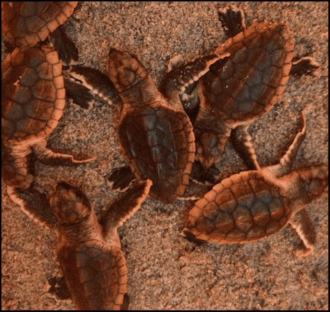 Gumbo Limbo Nature Center