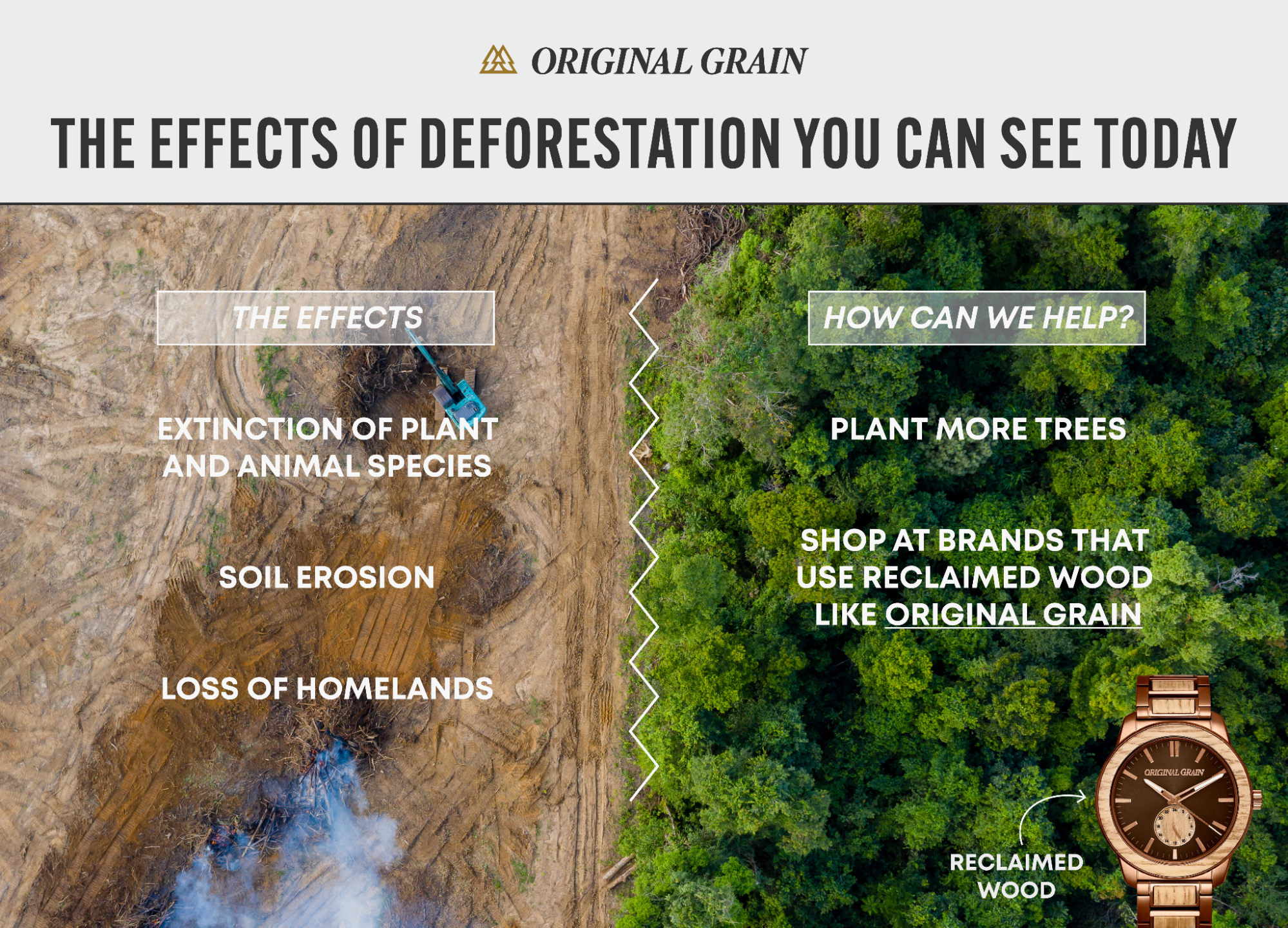 The Effects of Deforestation You Can See Today infographic by Original Grain