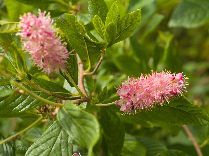 clethra-alnifolia-ruby-spice1__PID:e67175a9-553f-442d-8597-a36eada53ed1