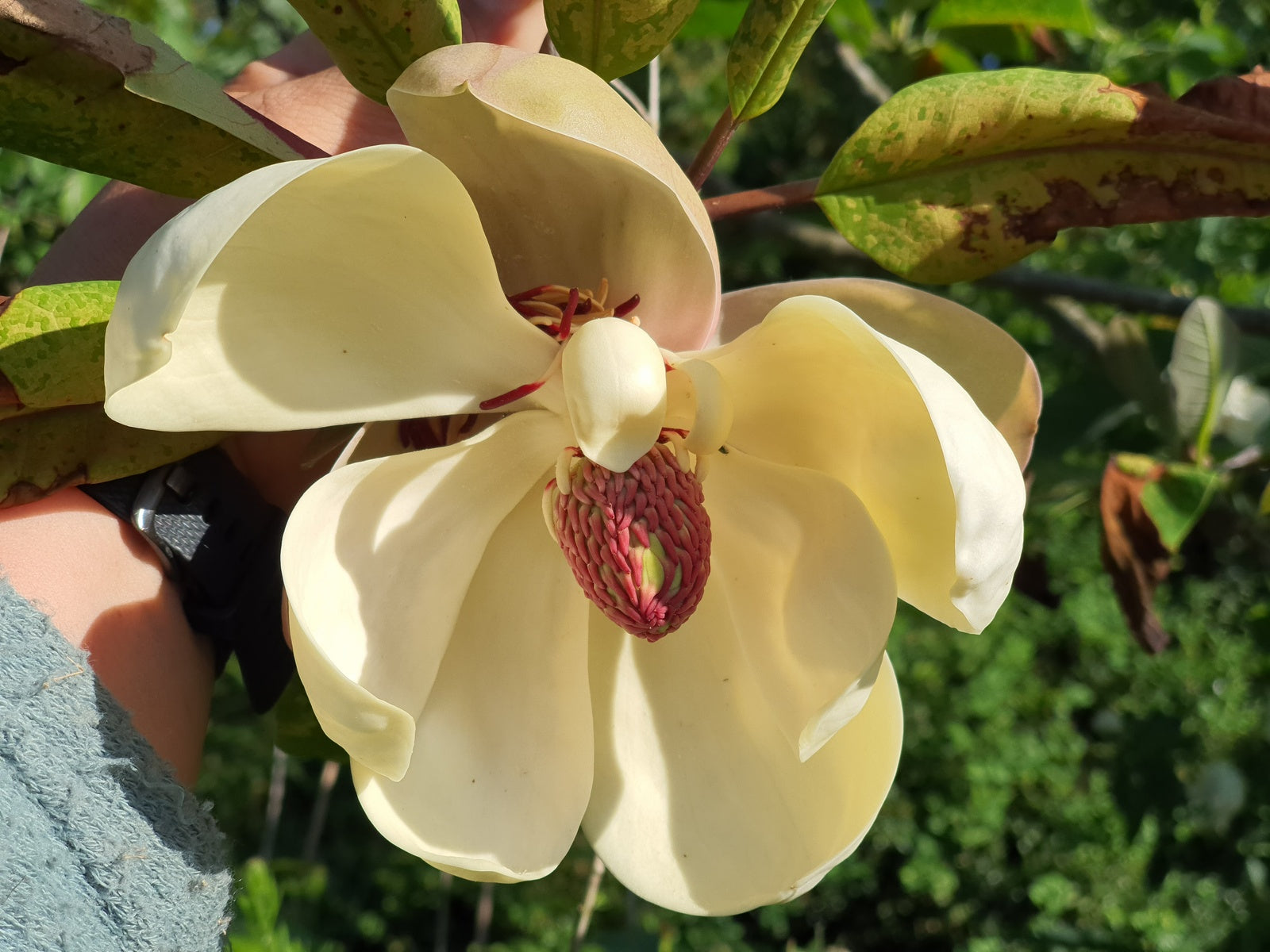 magnolia-grandiflora-ferruginea-gross__PID:553f542d-4597-436e-ada5-3ed19725ee5d