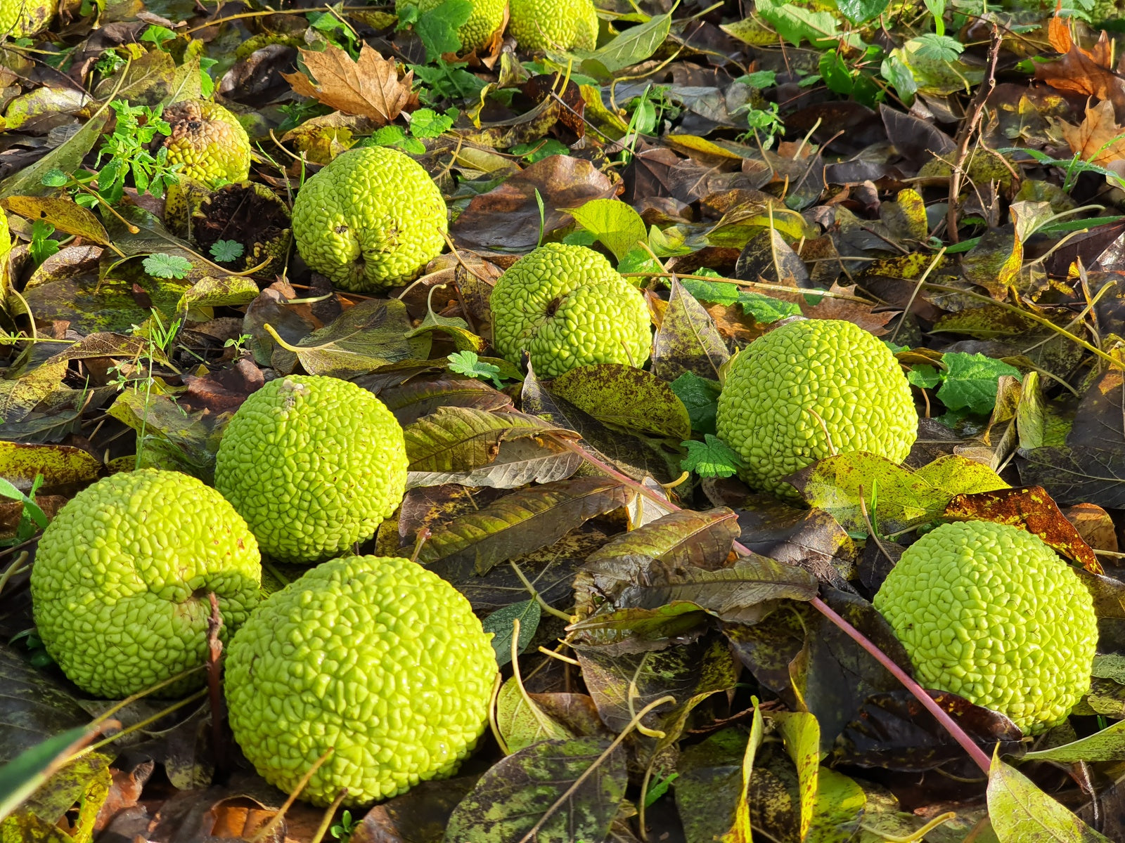 Früchte im Herbst