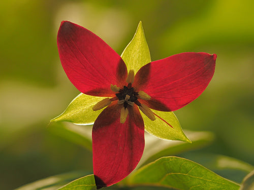 trillium-erectum1__PID:ad1cea5c-7386-4326-ae67-241ea9246602