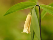 uvularia-sessilifolia__PID:e78e9b5a-19c2-447f-993c-730e1dde75f6