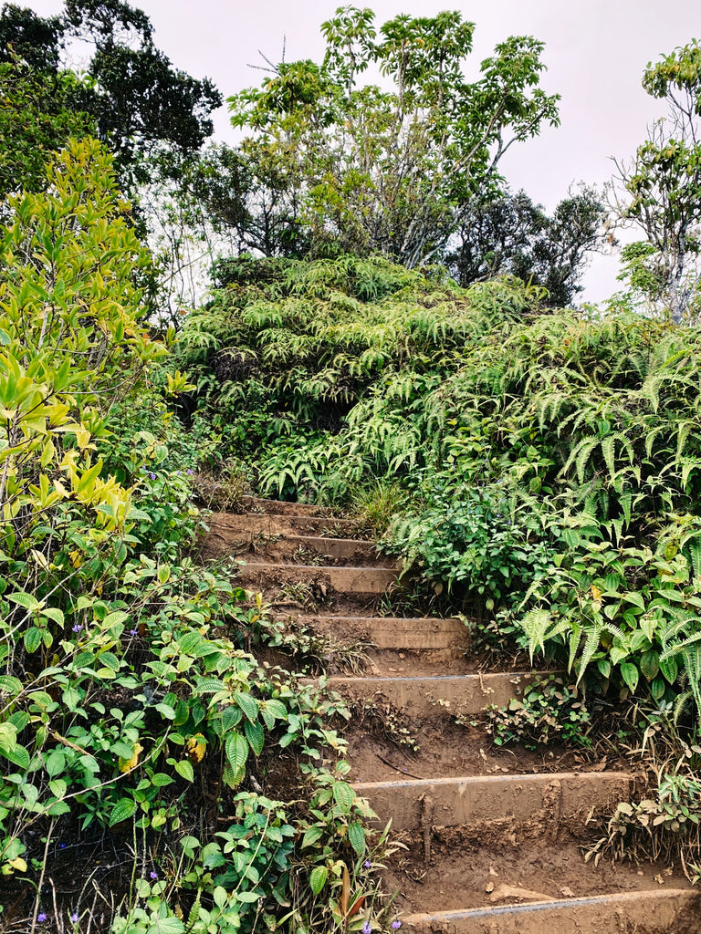 Lavahut - Kuliouou Hike - Steps to climb