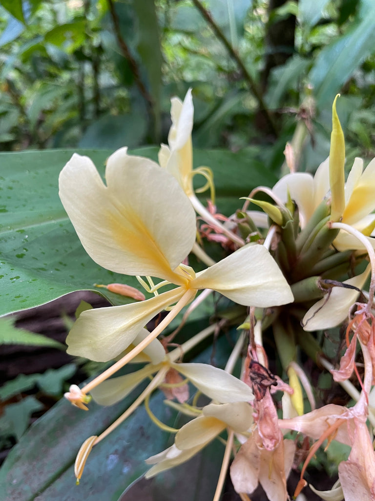 Lavahut - Hiking the Aiea Loop Trail - H3