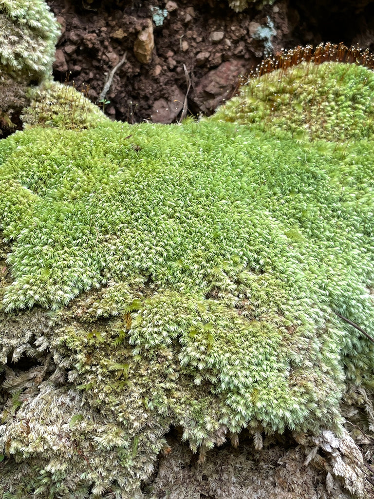 Lavahut - Hiking the Aiea Loop Trail - H3