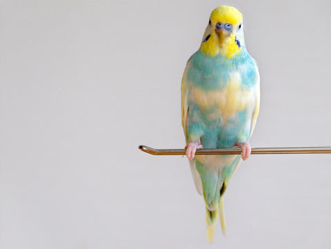 Budgie on a perch.