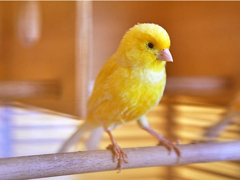 Yellow canary on a perch.