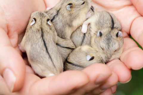 Several sleeping Chinese hamsters huddled together in a person's hands.