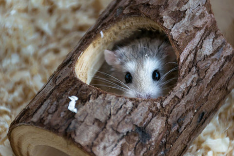 hamster caché dans un bloc de bois avec ouverture en haut.