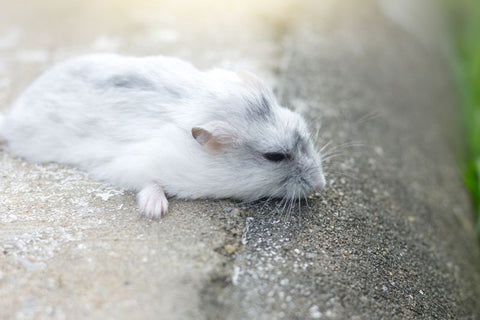 Hamster with white fur lying on concrete.