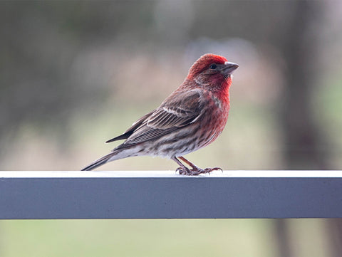 A red finch on a window sill.