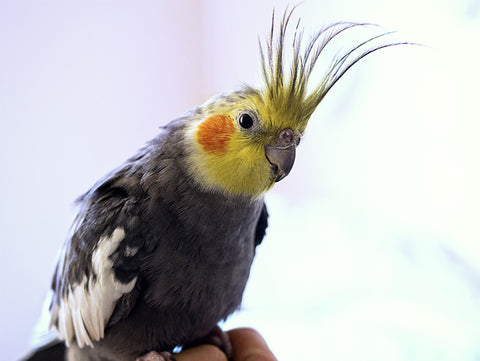 Parrot with feathers on the head.