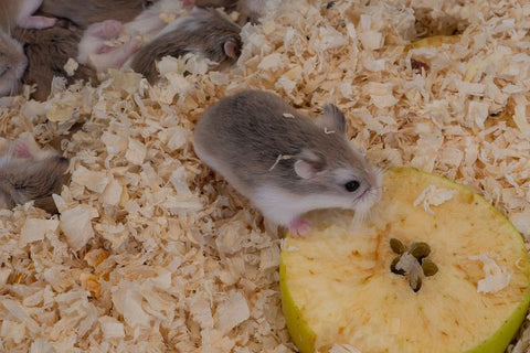 Hybrid robo hamster eating a piece of apple.