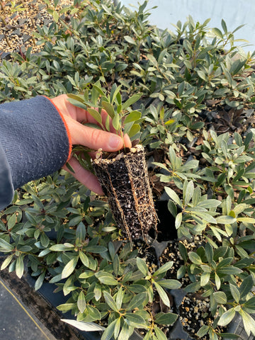 Rooted cutting of Ilex glabra 'Shamrock' showing roots