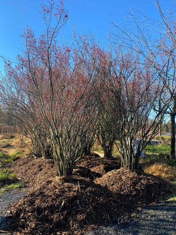 Ilex verticillata (Winterberry Holly) B&B