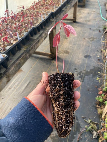 Rooted cutting of Itea virginica 'Henry's Garnet' showing roots