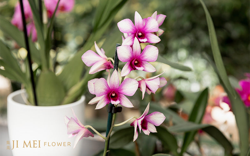 Beautiful Oriental Orchid Flowers