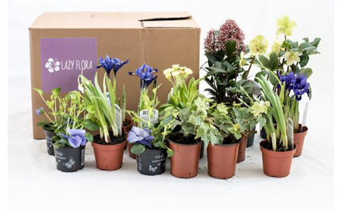 wedding gifts plant monthly subscription