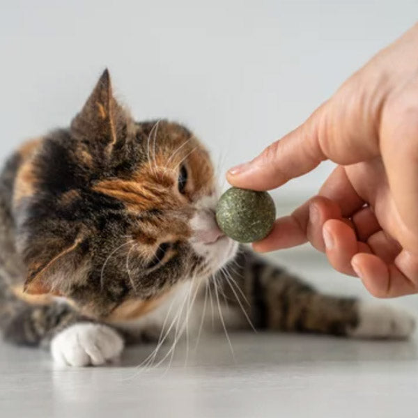 A cat owner uses a catnip ball to attaract her cat. Catnip contains a chemical called nepetalactone, which is similar to felinine. Cats are attracted to the scent of catnip and will often roll around in it or eat it.