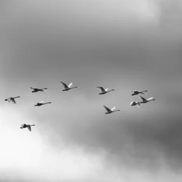 Grey ducks flying across gry cloud over the horizon evokes feelings of calm, balance, and sophistication.