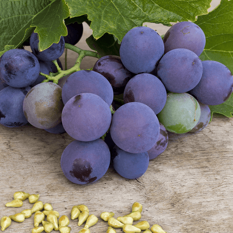 Vitis Vinifera (Grape) Seed Oil for Beard Growth