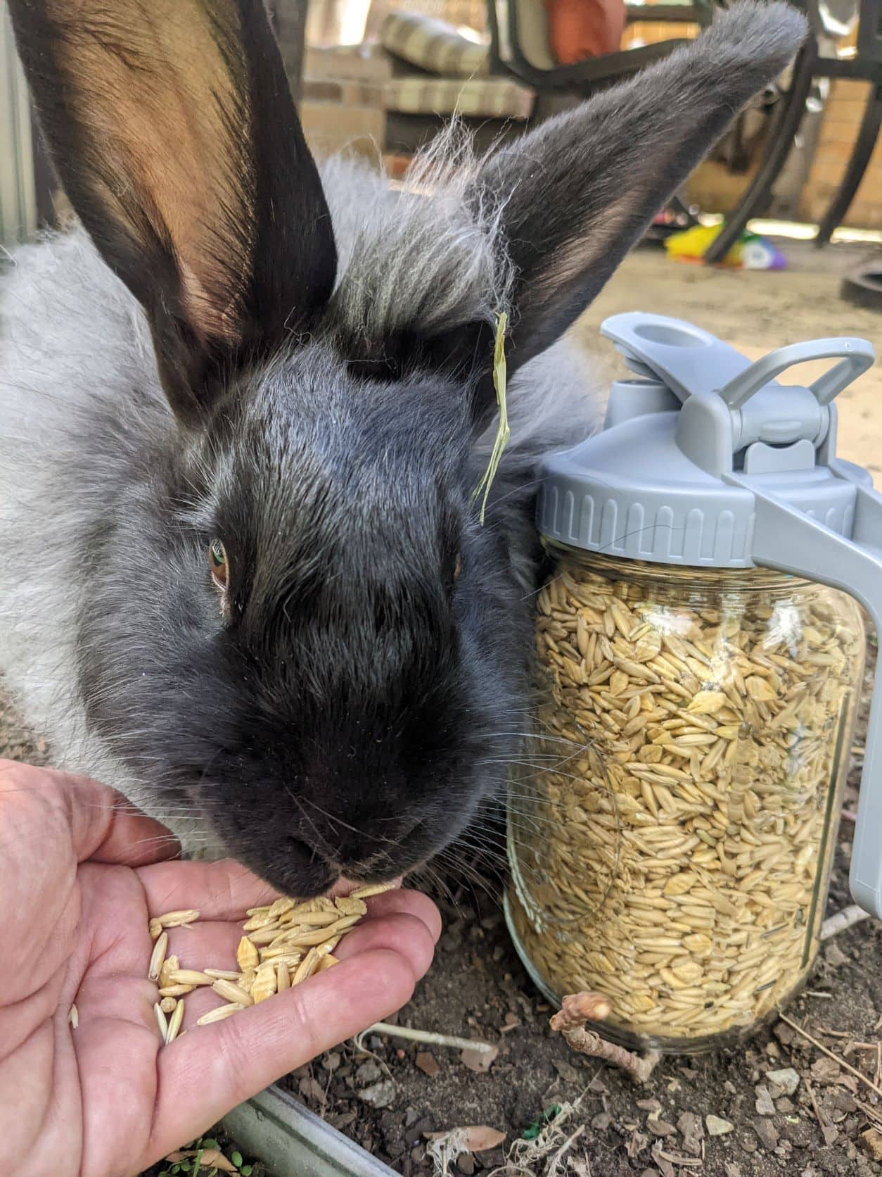 mason-jar-lifestyle-urban-farming-with-mason-jars-blog-post-angora-bunny-rabbits-grey-bun-treats-from-quart-ball-jar-with-pour-and-store-handle-lid