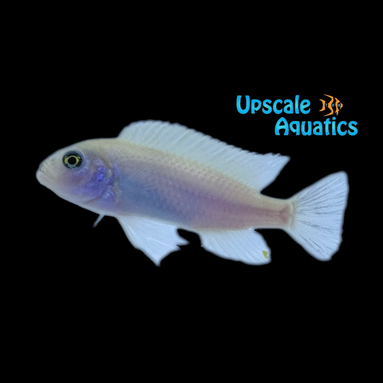 Pearl White Zebra Cichlid (Metriaclima callainos 'pearl')