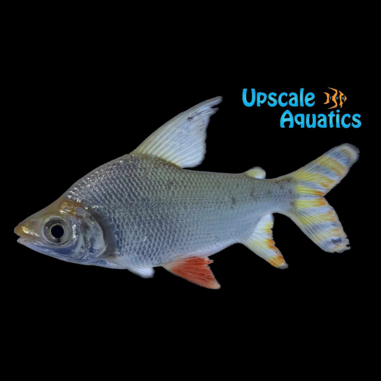 Highfin Flagtail Prochilodus (Semaprochilodus laticeps)