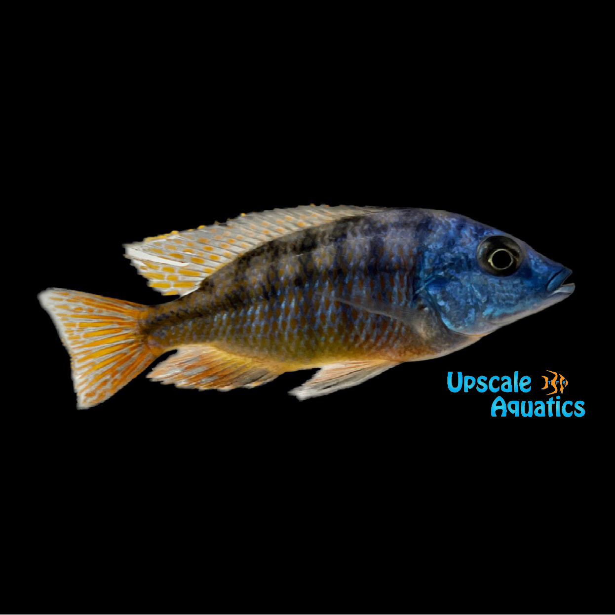 Sunset Hap (Protomelas taeniolatus)