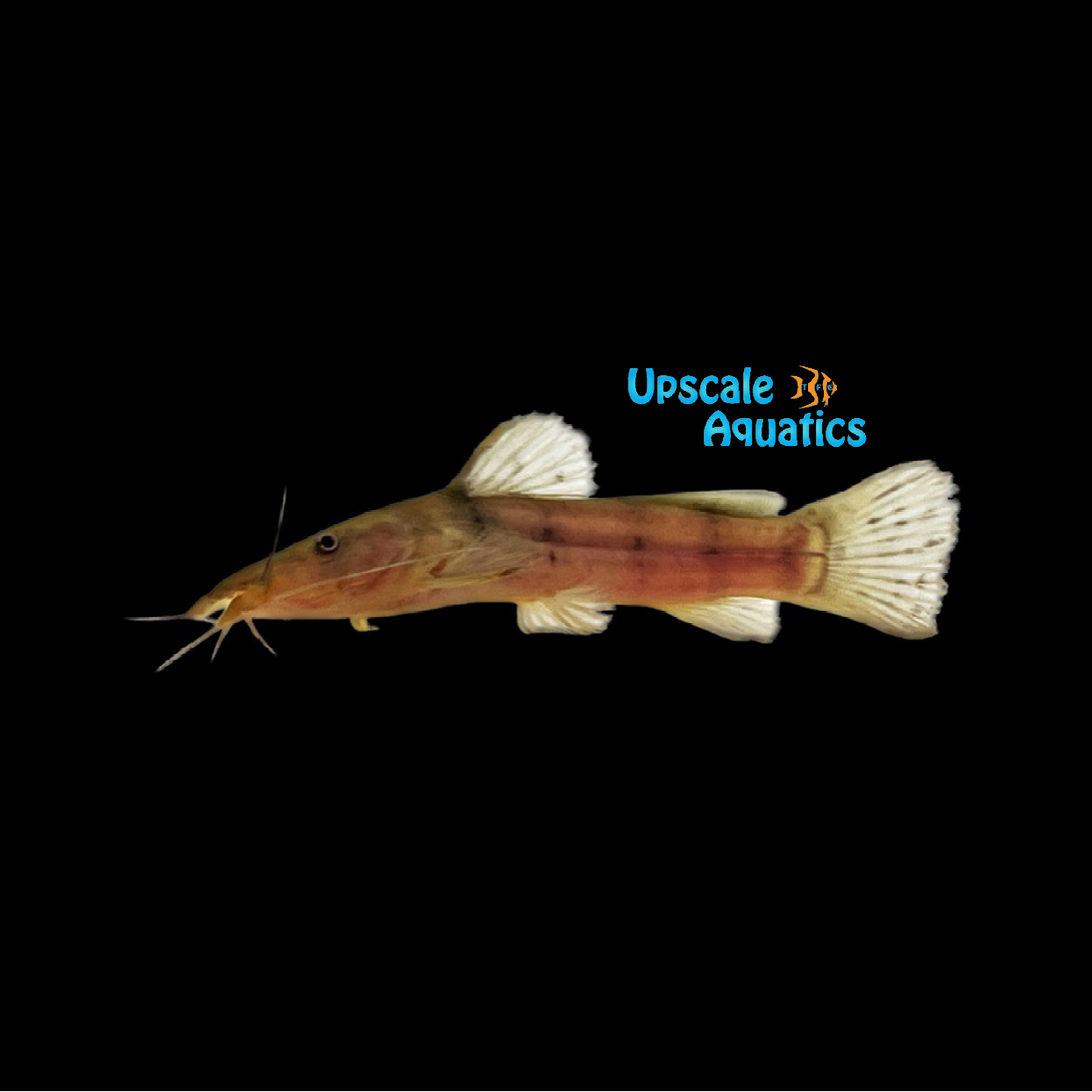 Dwarf Giraffe Catfish (Notoglanidium macrostoma)