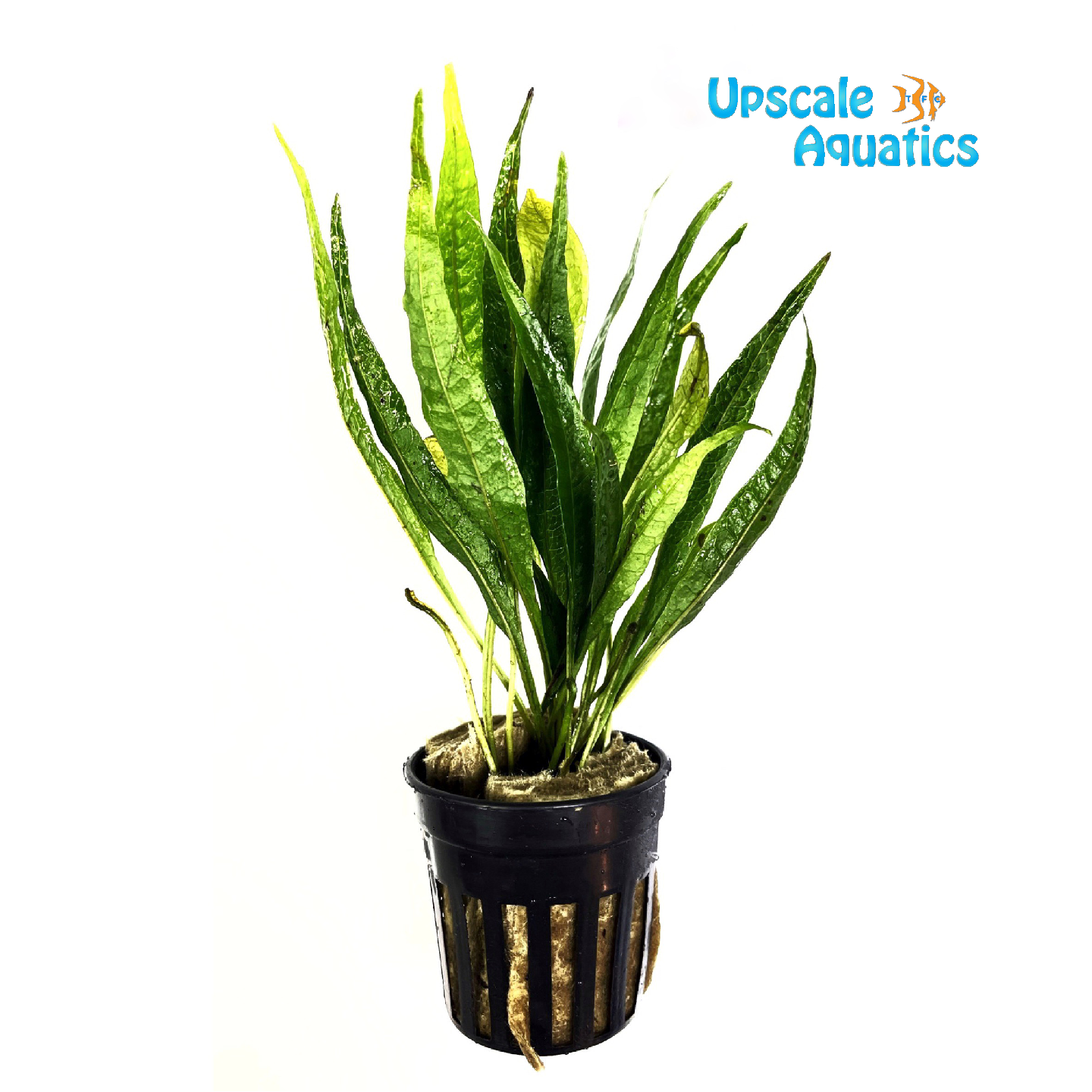 Black Forest Java Fern (Microsorum pteropus 'black forest')