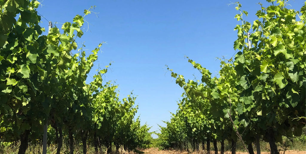 The vineyard at Domaine Des Jeanne