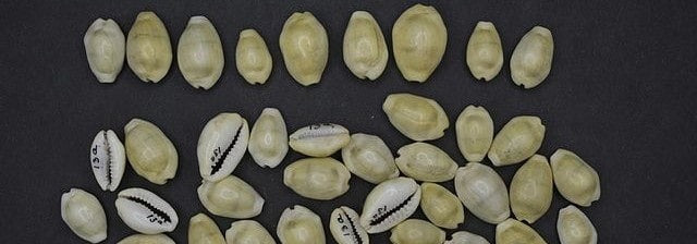 cowrie shell